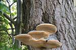 Září bylo na houby poměrně bohaté a příjemné počasí lákalo houbaře do lesů. Na snímku je ohňovec.