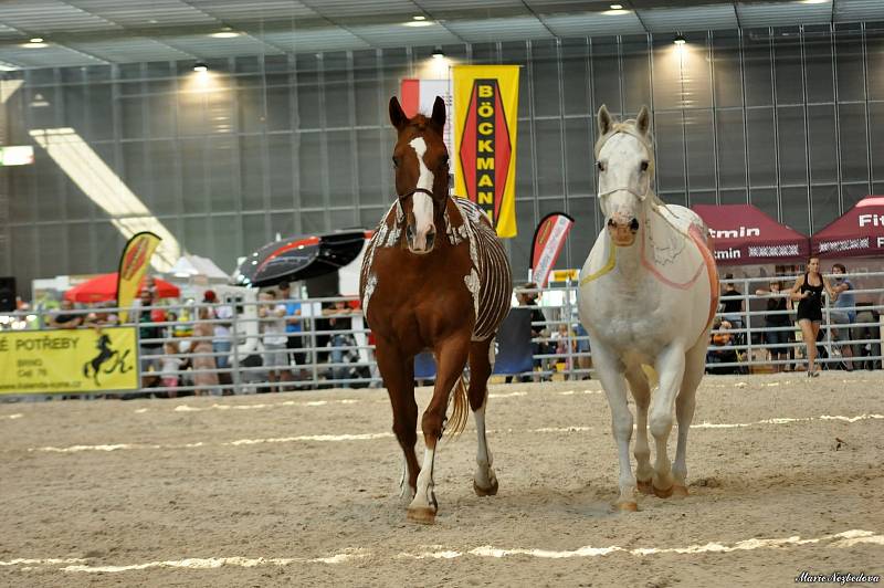 Ve dnech 5. až 8. září se na Brněnském výstavišti konal veletrh Animal Tech a současně Národní výstava hospodářských zvířat.