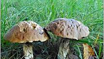 Počasí houbám nesvědčí, ale občas houbařovo srdce zaplesá