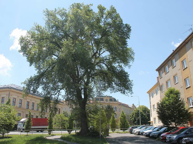 Jilm je posledním pozůstatkem parku, který byl v prostoru mezi dnešním vyškovským gymnáziem a zahradou dnes už neexistujícího Německého domu.