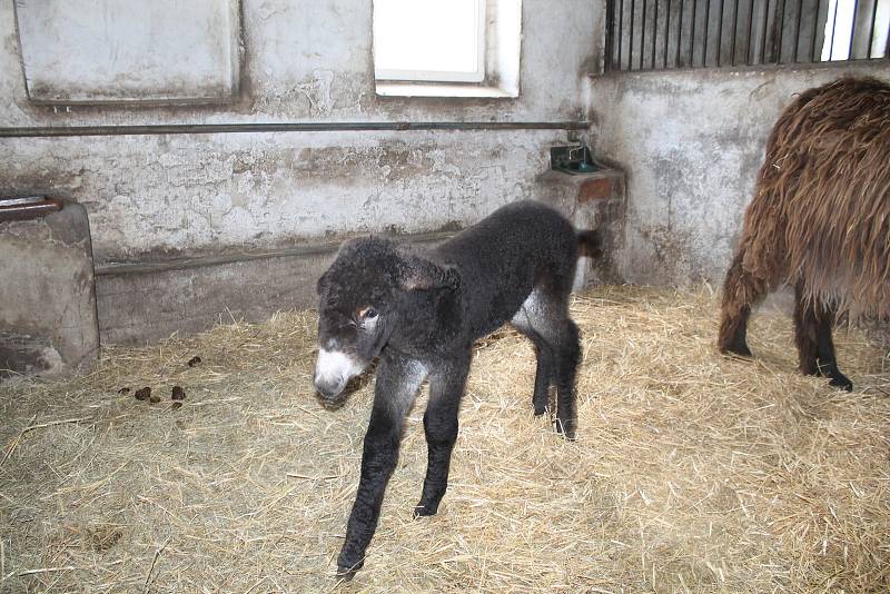 Mláďata osla poitouského chytila po narození infekci. Nyní dobírají antibiotika, a daří se jim lé