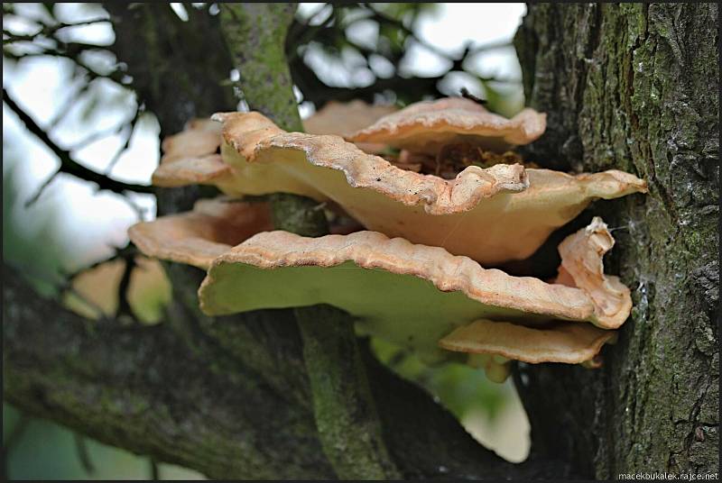 Září bylo na houby poměrně bohaté a příjemné počasí lákalo houbaře do lesů. Na snímku je sírovec žlutooranžový.