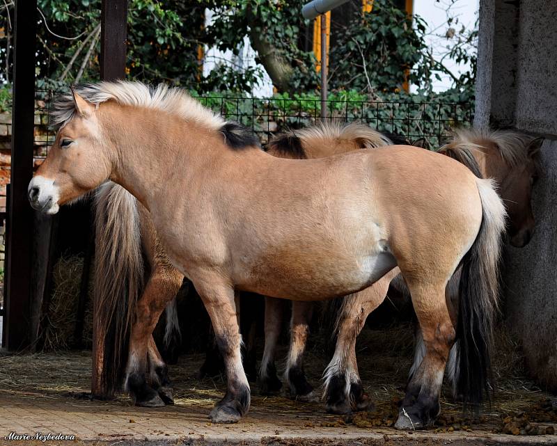 Zvířata z vyškovského ZooParku si užívají opětovnou pozornost návštěvníků.