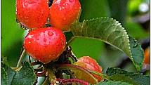 Ve Vyškově už rostou hřiby, žampiony a další houby, červenají se třešně a lesní jahody.