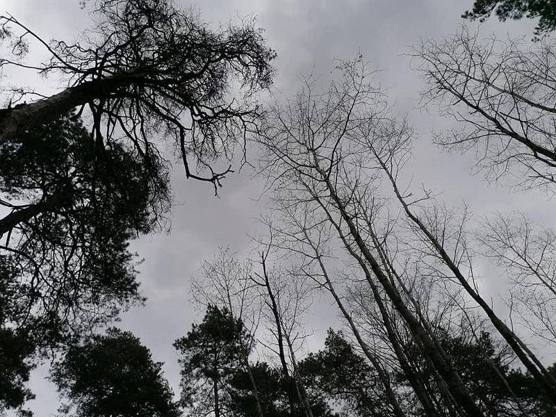 Zaniklý hrad Melice ležel mezi Pustiměří a Drysicemi.