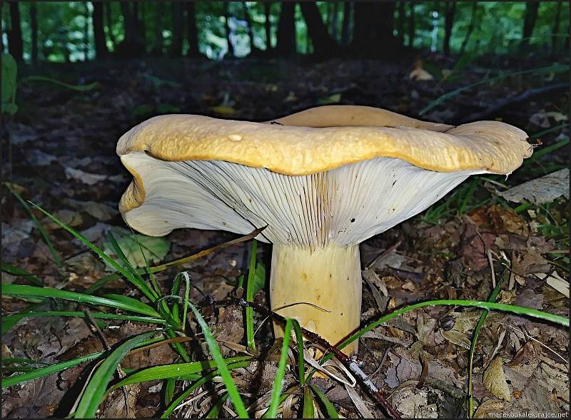 Září bylo na houby poměrně bohaté a příjemné počasí lákalo houbaře do lesů. Na snímku je ryzec sysrovinka.