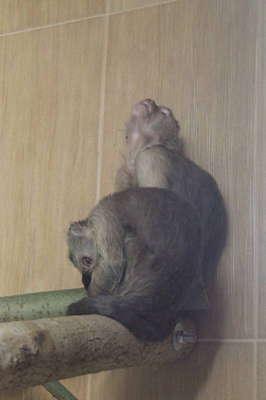 Nový přírůstek do vyškovské zoo dorazil v pondělí. Slavnostně je Zoopark představí ve středu.