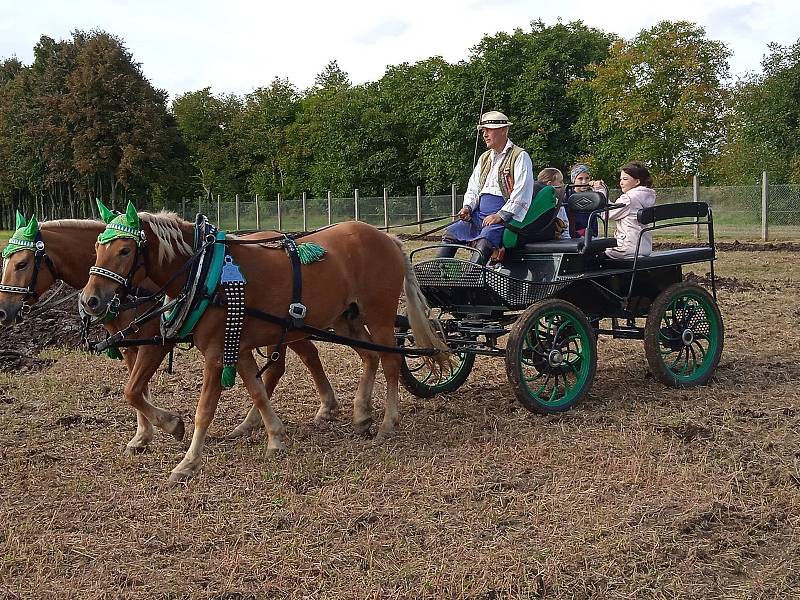 Ukázky podzimních prací předvedli o svátku svatého Václava v Muzeu zemědělských strojů v Hošticích-Herolticích.