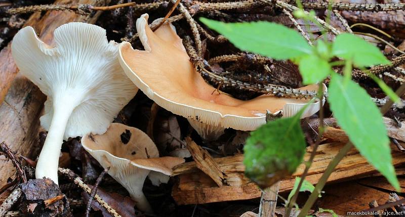 Září bylo na houby poměrně bohaté a příjemné počasí lákalo houbaře do lesů. Na snímku je strmělka nálevkovitá.