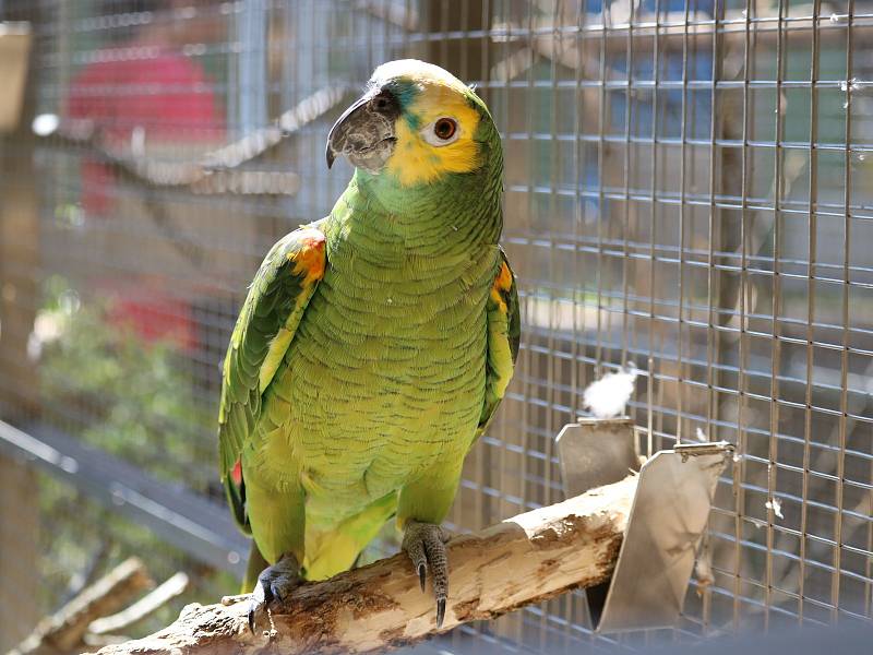 V papouščí zoologické zahradě v Bošovicích na Vyškovsku mají kolem padesáti amazoňanů.