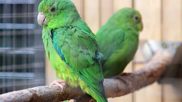 Nejmenší druhy papoušků na světě čekají v bošovické zoologické zahradě mláďata.