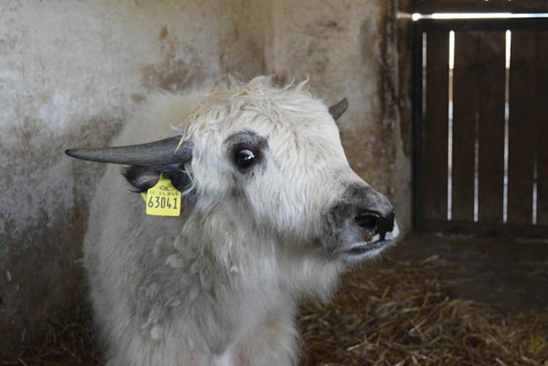 Samce jaka domácího přivezli z východoněmecké Zoo Görlitz.