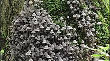 Září bylo na houby poměrně bohaté a příjemné počasí lákalo houbaře do lesů. Na snímku je hnojník nasetý.