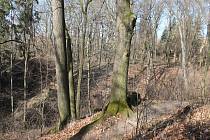 Lesoparky Kalvárie a Hradisko se rozprostírají na ploše o velikosti 12 hektarů. Nachází se v nich 6 500 stromů, 1 300 z nich je určených k pokácení.