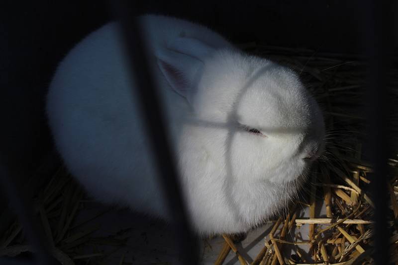 Chovatelská okresní soutěžní výstava ve Vyškově.