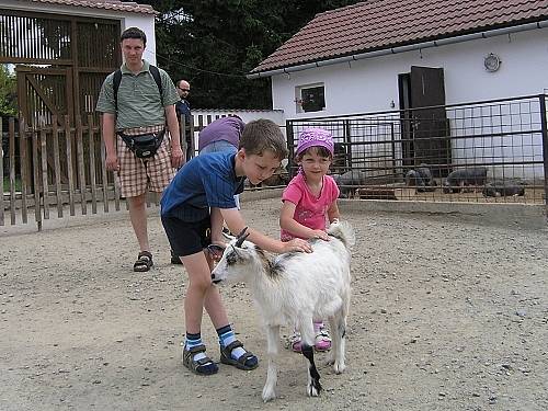 Zvláště městské děti jsou nadšené z domácích zvířat, které jsou ve vyškovském Babiččiném dvorečku.