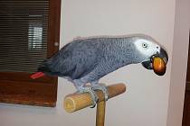 Papoušek žako patří k nejoblíbenějším chovaným druhům.