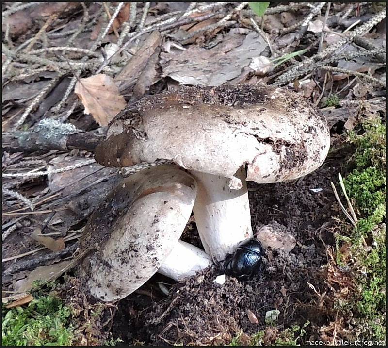 Září bylo na houby poměrně bohaté a příjemné počasí lákalo houbaře do lesů. Na snímku je holubinka.