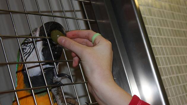 Vložit papouškovi ořech přímo do zobáku si mohli zkusit v sobotu návštěvníci bošovické zoologické zahrady. Majitelé totiž připravili už třetí ročník Předvánočního krmení papoušků.