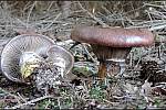Září bylo na houby poměrně bohaté a příjemné počasí lákalo houbaře do lesů. Na snímku je slizák mazlavý.