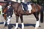 PIAFA má ve stájích dvanáct koní. Devět jich využívá na terapie a tři pro jezdecký sport, kde pomáhají získávat sponzory.