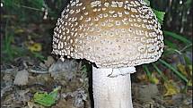 Září bylo na houby poměrně bohaté a příjemné počasí lákalo houbaře do lesů. Na snímku je muchomůrka růžovka.