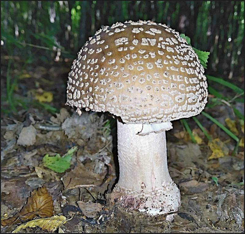 Září bylo na houby poměrně bohaté a příjemné počasí lákalo houbaře do lesů. Na snímku je muchomůrka růžovka.