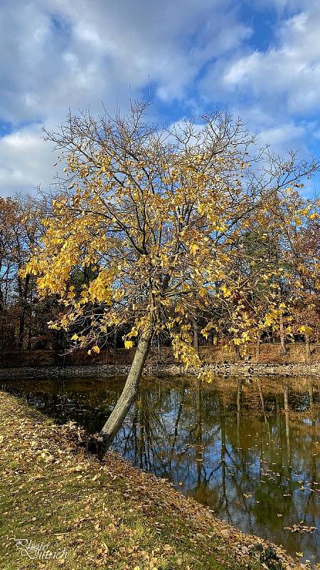 Podzimní barvy v přírodě a kontrast s blankytně modrou oblohou lákají k procházkám.