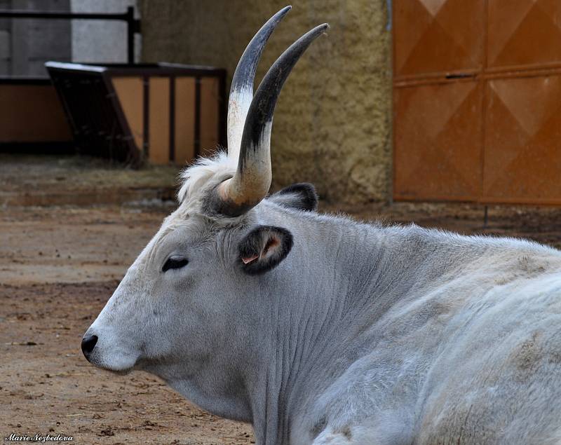 Zvířata z vyškovského ZooParku si užívají opětovnou pozornost návštěvníků.