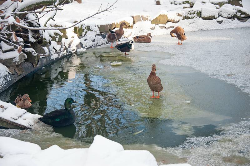 Zvířatům ve vyškovském ZooParku chybí návštěvníci.