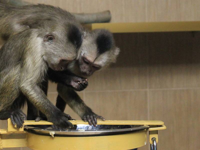 Nový přírůstek do vyškovské zoo dorazil v pondělí. Slavnostně je Zoopark představí ve středu.