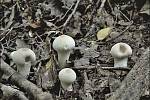 Září bylo na houby poměrně bohaté a příjemné počasí lákalo houbaře do lesů. Na snímku je pýchavka obecná.