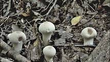 Září bylo na houby poměrně bohaté a příjemné počasí lákalo houbaře do lesů. Na snímku je pýchavka obecná.
