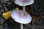 Září bylo na houby poměrně bohaté a příjemné počasí lákalo houbaře do lesů. Na snímku je vláknice zemní.