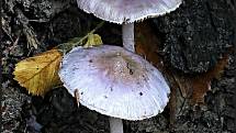 Září bylo na houby poměrně bohaté a příjemné počasí lákalo houbaře do lesů. Na snímku je vláknice zemní.