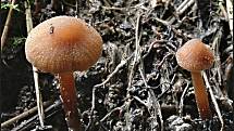 Září bylo na houby poměrně bohaté a příjemné počasí lákalo houbaře do lesů. Na snímku je kržatka.
