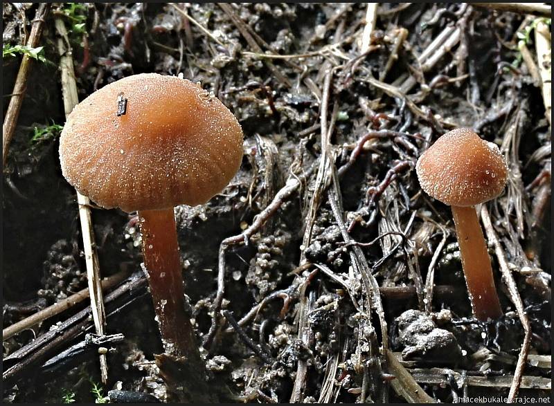 Září bylo na houby poměrně bohaté a příjemné počasí lákalo houbaře do lesů. Na snímku je kržatka.