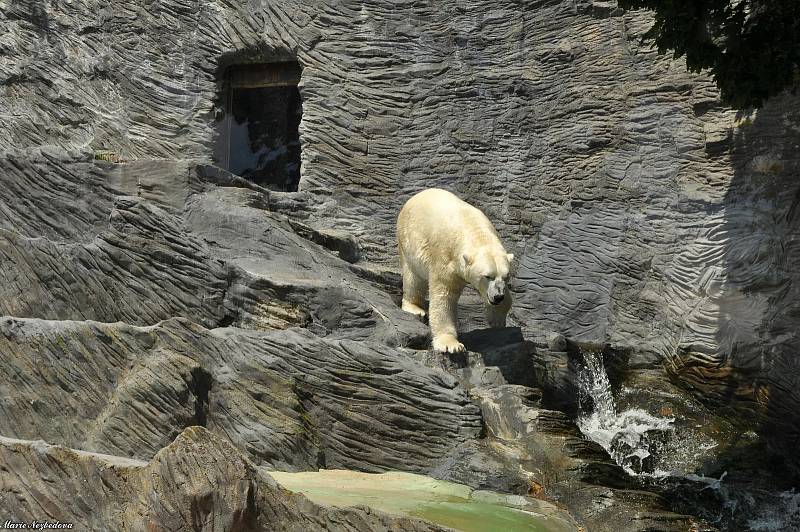 Více než šest set osmdesát druhů zvířat mohou návštěvníci v těchto dnech pozorovat v Zoo Praha.