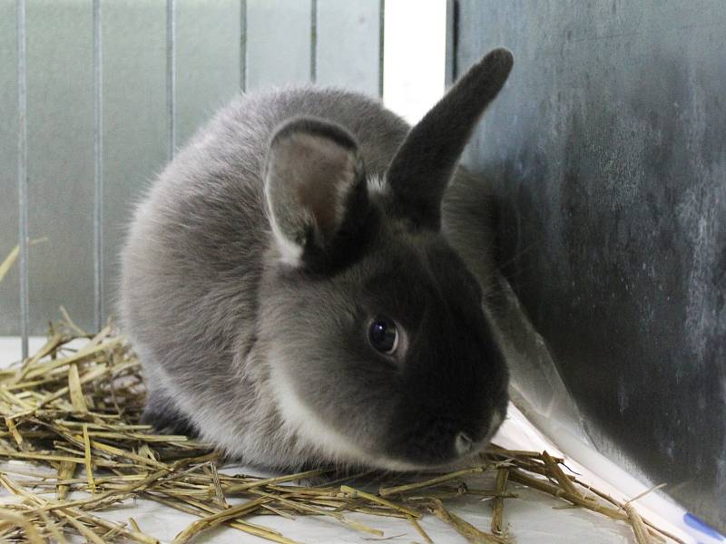 Devětadvacátá prodejní výstava králíků ve Vyškově nabídla desítky zvířat různých plemen.