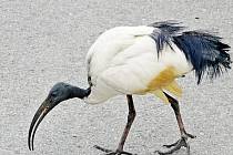 V uplynulých dnech se ibis posvátný zatoulal až do Vyškova.