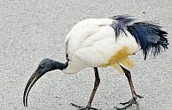 V uplynulých dnech se ibis posvátný zatoulal až do Vyškova.
