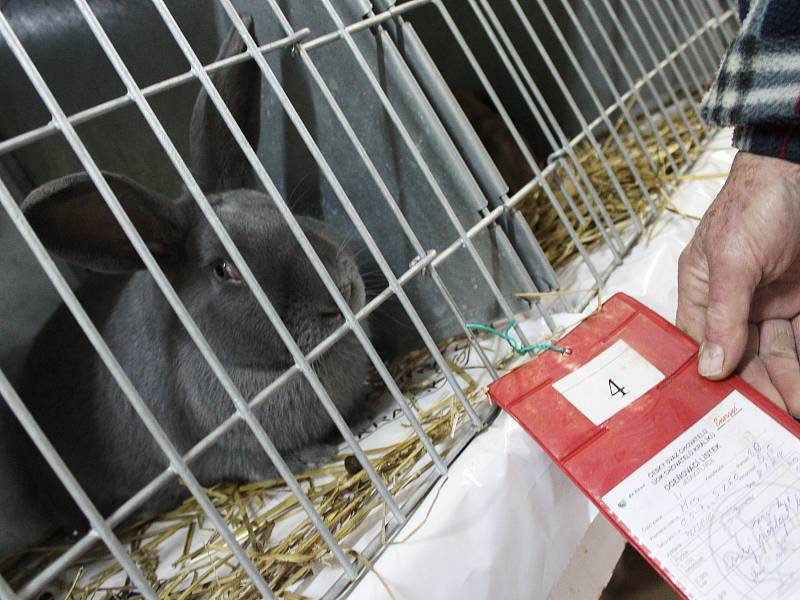 Devětadvacátá prodejní výstava králíků ve Vyškově nabídla desítky zvířat různých plemen.