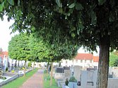 Akáty na dědickém hřbitově se ukazují jako problém. Pozůstalí musí častěji odklízet listí, které špiní náhrobky. Město problém nevidí.