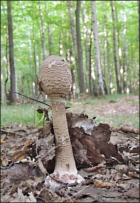 Září bylo na houby poměrně bohaté a příjemné počasí lákalo houbaře do lesů. Na snímku je bedla vysoká.