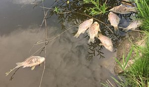Uhynulé ryby v Kačenci.