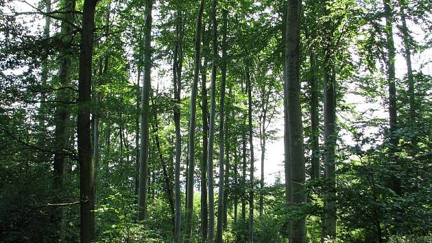 Partie bukového lesa v přírodní rezervaci U Vrby.