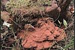 Září bylo na houby poměrně bohaté a příjemné počasí lákalo houbaře do lesů. Na snímku je lesklokorka.