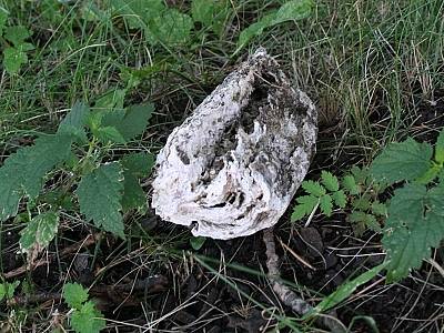 Při trochu větším dešti, vyvrhne vpust vodu i s odpady. Nechutně vypadající říčka  a neskutečný puch obklopuje dům i ulici. Týden po uklizení stále zůstávají na trávě zbytky usazeného tuku.