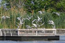 Česká společnost ornitologická plánuje umístění hnízdních ostrůvků z betonu na několik rybníků v Jihomoravském kraji 
