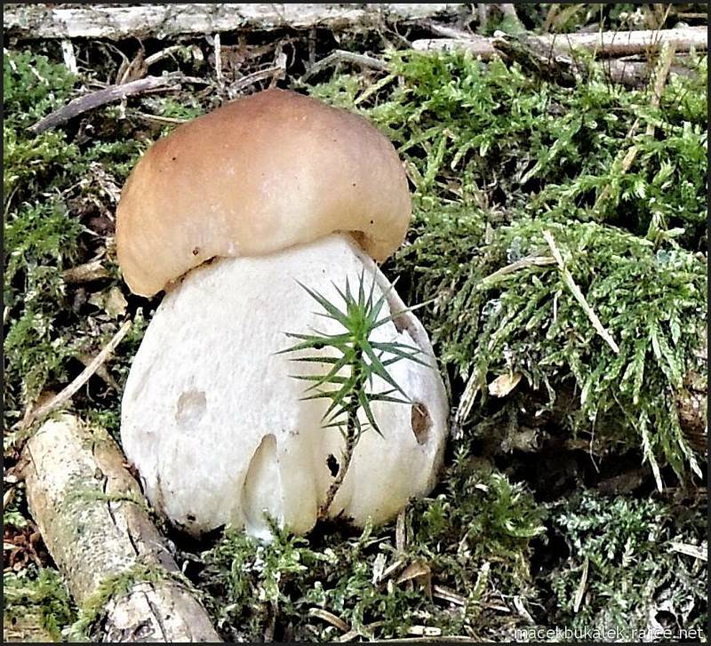 Září bylo na houby poměrně bohaté a příjemné počasí lákalo houbaře do lesů. Na snímku je hřib smrkový.
